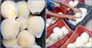 মাস্ক মেলন দেশে আমদানি হচ্ছে 