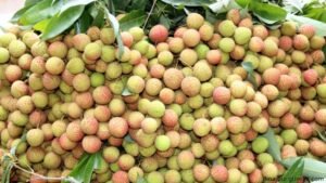 স্বাস্থ্যঝুঁকির শঙ্কা বাজারে অপরিপক্ব লিচু